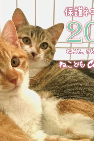 猫カレ -少年を飼う- (2023)